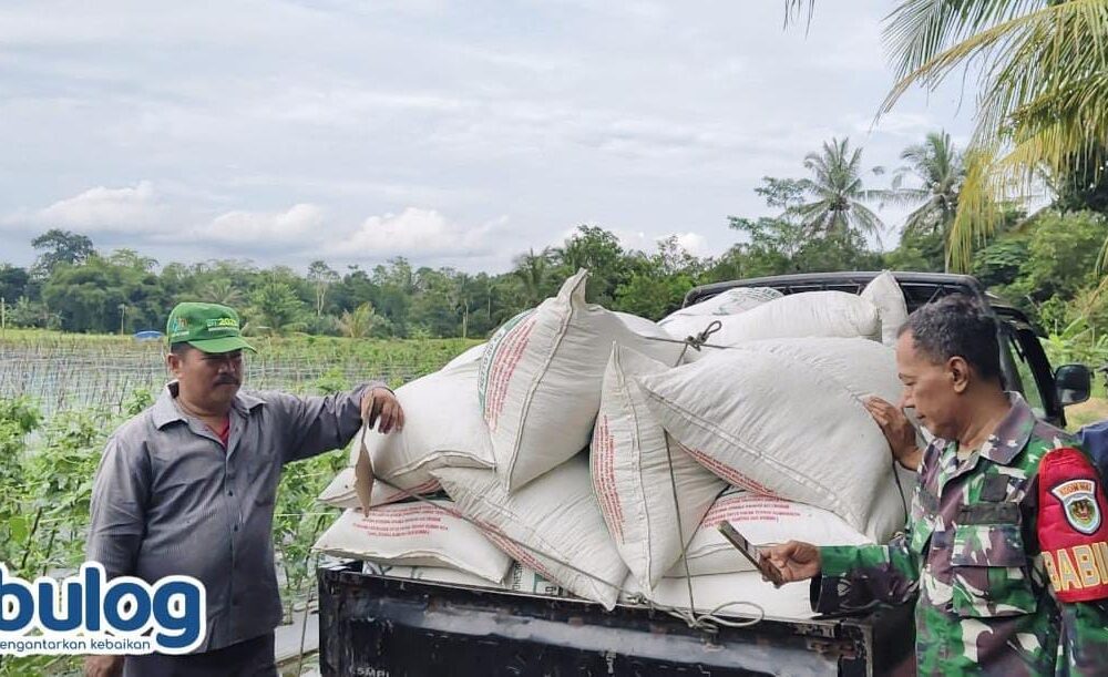 Laksanakan Asta Cita Prabowo, Bulog Terus Serap Gabah Petani Di Lebak Dan Pandeglang