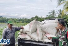Laksanakan Asta Cita Prabowo, Bulog Terus Serap Gabah Petani Di Lebak Dan Pandeglang