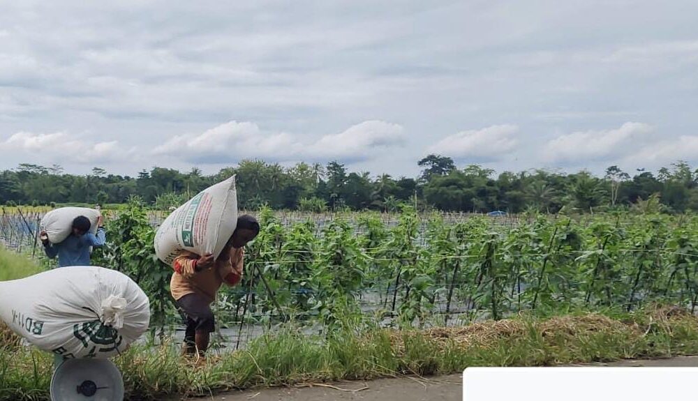 Bulog Komitmen Serap Gabah Di Warunggunung, Petani Senang