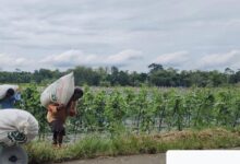 Bulog Komitmen Serap Gabah Di Warunggunung, Petani Senang