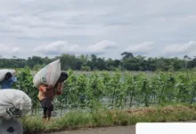 Bulog Komitmen Serap Gabah di Warunggunung, Petani Senang
