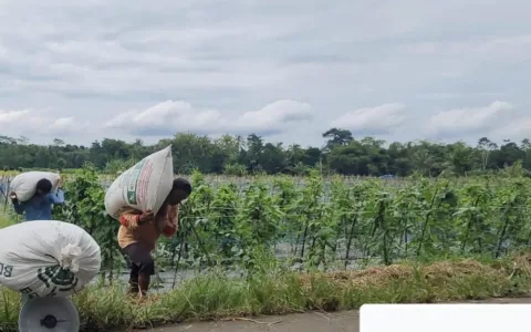 Bulog Komitmen Serap Gabah di Warunggunung, Petani Senang