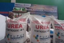 Soal Kebijakan Penyederhanaan Sistem Pupuk, Legislator: Mentan Tak Paham Visi Presiden Teropongistana.com Jakarta - Anggota Komisi Iv Dpr Firman Soebagyo Mengkritik Kebijakan Pemerintah Dalam Menyederhanakan Sistem Distribusi Pupuk Subsidi. Sebab, Ia Menegaskan, Kebijakan Ini Justru Dapat Menimbulkan Persoalan Baru Di Lapangan. Firman Menyoroti Keputusan Pemerintah Yang Menghapus Distributor Pupuk Dan Menyerahkan Distribusi Langsung Ke Gabungan Kelompok Tani (Gapoktan). Menurutnya, Langkah Ini Tidak Sesuai Dengan Kebijakan Presiden Prabowo Subianto, Yang Tidak Pernah Menginstruksikan Pembubaran Distributor Pupuk. “Gapoktan Ini Bukan Badan Usaha Yang Bisa Diaudit. Bukan Badan Usaha Yang Auditable, Kemudian Tidak Memiliki Permodalan Dan Gudang Yang Memadai. Apakah Mungkin Pupuk Indonesia Harus Door To Door Kepada Gapoktan Yang Jumlahnya Ratusan Ribu, Yang Tempatnya Sulit Dijangkau Oleh Kendaraan Roda Empat?” Ujar Firman Soebagyo, Rabu (12/3/2025). Ia Juga Menilai. Pemerintah Salah Dalam Memahami Konsep Pupuk Subsidi. Firman Menegaskan Bahwa Pupuk Subsidi Seharusnya Ditujukan Untuk Meningkatkan Produksi Pertanian, Bukan Diperlakukan Seperti Program Bantuan Sosial Yang Diberikan Langsung Kepada Individu. “Sedangkan Pupuk Subsidi Tujuannya Adalah Meningkatkan Produksi, Maka Di Dalam Pembuatan Kebijakan Ini Harus Menggunakan Terminologi Geospasial, Yaitu Luasan Lahan,” Ungkap Politikus Golkar Ini. Menurut Firman, Kebijakan Ini Berisiko Memperburuk Masalah Distribusi Pupuk. Ia Menekankan Bahwa Gapoktan Tidak Memiliki Transportasi Untuk Pengambilan Pupuk Dari Pupuk Indonesia Holding Company (Pihc), Serta Kekurangan Sumber Daya Manusia (Sdm) Yang Memadai. Selain Itu, Jika Terjadi Kegagalan Pembayaran, Ia Khawatir Pemerintah Akan Menerapkan Kebijakan “Pemutihan,” Yang Menurutnya Tidak Pernah Terjadi Di Negara Lain. “Yang Saya Khawatir, Karena Pemerintah Ini Selalu Menerapkan Sistem Bilamana Ada Kegagalan Bayar Gapoktan Dan Kemudian Koperasi, Pemerintah Selalu Mengambil Jalan Pintas ‘Diputihkan’. Ini Tidak Pernah Terjadi Di Bagian Dunia Manapun, Ini Persoalan Serius,” Tegas Anggota Baleg Dpr Ini. Firman Yang Juga Legislator Dapil Jateng Iii Ini Menyebut, Kebijakan Ini Bertentangan Dengan Visi Presiden. Ia Mengkritik Menteri Pertanian Yang Dinilai Tidak Memahami Arahan Presiden Prabowo Terkait Distribusi Pupuk Bersubsidi. Di Sisi Lain, Menteri Pertanian (Mentan) Amran Sebelumnya Menyatakan Bahwa Kebijakan Ini Bertujuan Untuk Mempercepat Distribusi Pupuk Subsidi Dengan Memangkas Birokrasi Yang Panjang. Ia Mengklaim Bahwa Langkah Strategis Telah Diambil, Termasuk Peningkatan Kuota Pupuk Subsidi Menjadi 9,55 Juta Ton Pada 2025 Dan Kemudahan Penebusan Pupuk Bagi Petani Yang Terdaftar Dalam E-Rdkk Menggunakan Ktp. Namun, Kritik Dari Dpr Menunjukkan Bahwa Kebijakan Ini Masih Menimbulkan Banyak Pertanyaan Dan Kekhawatiran Di Kalangan Masyarakat Dan Distributor, Terutama Terkait Efektivitas Dan Implementasi Di Lapangan. 