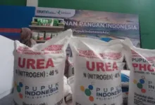 Soal Kebijakan Penyederhanaan Sistem Pupuk, Legislator: Mentan Tak Paham Visi Presiden Teropongistana.com Jakarta - Anggota Komisi IV DPR Firman Soebagyo mengkritik Kebijakan pemerintah dalam menyederhanakan sistem distribusi pupuk subsidi. Sebab, ia menegaskan, kebijakan ini justru dapat menimbulkan persoalan baru di lapangan. Firman menyoroti keputusan pemerintah yang menghapus distributor pupuk dan menyerahkan distribusi langsung ke Gabungan Kelompok Tani (Gapoktan). Menurutnya, langkah ini tidak sesuai dengan kebijakan Presiden Prabowo Subianto, yang tidak pernah menginstruksikan pembubaran distributor pupuk. “Gapoktan ini bukan badan usaha yang bisa diaudit. Bukan badan usaha yang auditable, kemudian tidak memiliki permodalan dan gudang yang memadai. Apakah mungkin Pupuk Indonesia harus door to door kepada Gapoktan yang jumlahnya ratusan ribu, yang tempatnya sulit dijangkau oleh kendaraan roda empat?” ujar Firman Soebagyo, Rabu (12/3/2025). Ia juga menilai. Pemerintah salah dalam memahami konsep pupuk subsidi. Firman menegaskan bahwa pupuk subsidi seharusnya ditujukan untuk meningkatkan produksi pertanian, bukan diperlakukan seperti program bantuan sosial yang diberikan langsung kepada individu. “Sedangkan pupuk subsidi tujuannya adalah meningkatkan produksi, maka di dalam pembuatan kebijakan ini harus menggunakan terminologi geospasial, yaitu luasan lahan,” ungkap politikus Golkar ini. Menurut Firman, kebijakan ini berisiko memperburuk masalah distribusi pupuk. Ia menekankan bahwa Gapoktan tidak memiliki transportasi untuk pengambilan pupuk dari Pupuk Indonesia Holding Company (PIHC), serta kekurangan sumber daya manusia (SDM) yang memadai. Selain itu, jika terjadi kegagalan pembayaran, ia khawatir pemerintah akan menerapkan kebijakan “pemutihan,” yang menurutnya tidak pernah terjadi di negara lain. “Yang saya khawatir, karena pemerintah ini selalu menerapkan sistem bilamana ada kegagalan bayar Gapoktan dan kemudian Koperasi, pemerintah selalu mengambil jalan pintas ‘diputihkan’. Ini tidak pernah terjadi di bagian dunia manapun, ini persoalan serius,” tegas anggota Baleg DPR ini. Firman yang juga legislator dapil Jateng III ini menyebut, kebijakan ini bertentangan dengan visi Presiden. Ia mengkritik Menteri Pertanian yang dinilai tidak memahami arahan Presiden Prabowo terkait distribusi pupuk bersubsidi. Di sisi lain, Menteri Pertanian (Mentan) Amran sebelumnya menyatakan bahwa kebijakan ini bertujuan untuk mempercepat distribusi pupuk subsidi dengan memangkas birokrasi yang panjang. Ia mengklaim bahwa langkah strategis telah diambil, termasuk peningkatan kuota pupuk subsidi menjadi 9,55 juta ton pada 2025 dan kemudahan penebusan pupuk bagi petani yang terdaftar dalam e-RDKK menggunakan KTP. Namun, kritik dari DPR menunjukkan bahwa kebijakan ini masih menimbulkan banyak pertanyaan dan kekhawatiran di kalangan masyarakat dan distributor, terutama terkait efektivitas dan implementasi di lapangan. 