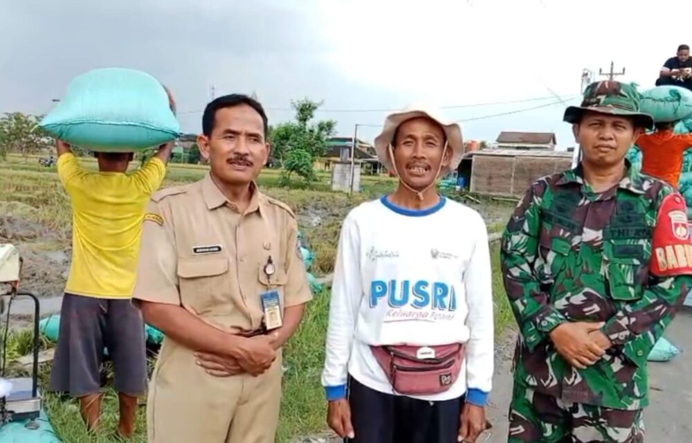 Musim Panen Raya Yang Biasanya Membawa Kecemasan Bagi Petani Akibat Anjloknya Harga Gabah, Kini Berubah Menjadi Kabar Gembira. Para Petani Menyampaikan Apresiasi Tinggi Atas Kebijakan Pemerintah Yang Menetapkan Hpp Gabah Sebesar Rp6.500 Per Kilogram, Yang Dinilai Sangat Membantu Dan Memberikan Harapan Baru Bagi Kesejahteraan Mereka. Salah Satunya Dirasakan Langsung Oleh Jarwanto, Petani Di Desa Manggis, Kecamatan Mojosongo, Kabupaten Boyolali, Jawa Tengah. Pada Awal Januari 2025 Lalu, Ia Sempat Menghadapi Tantangan Berat Karena Harga Gabah Masih Berada Pada Kisaran Rp.6.000 Dan Dirinya Memprediksi Ketika Panen Raya Di Bulan April 2025 Ini Akan Rp4.000 Hingga Rp5.000 Per Kilogram Seperti Pada Keterangannya Di Media Pada Bulan Januari Lalu, Harga Yang Menurutnya Tidak Sebanding Dengan Biaya Produksi Dan Tenaga Yang Dikeluarkan Petani. Namun Kini, Situasi Itu Berubah. Dengan Kebijakan Baru Yang Dikeluarkan Oleh Presiden Prabowo, Harga Gabah Hasil Panen Raya Bisa Dibeli Oleh Bulog Di Angka Rp6.500 Per Kilogram. “Saya Merasa Sangat Senang Dan Bahagia. Full Senyum Mas. Pemerintah Benar-Benar Memikirkan Nasib Petani Saat Musim Panen Raya. Harga Gabah Sekarang Jauh Lebih Layak,” Ujar Jarwanto. Hal Senada Juga Diungkapkan Oleh Marjoko, Ketua Gabungan Kelompok Tani (Gapoktan) Margomulyo, Jatis, Karanganyar. Ia Menyampaikan Bahwa Kebijakan Pemerintah Ini Mampu Melindungi Petani Dari Permainan Harga Oleh Tengkulak, Yang Biasanya Terjadi Saat Panen Raya Terutama Di Musim Hujan. “Ya, Terima Kasih Sekali. Pemerintah Sudah Mengeluarkan Kebijakan Dengan Membeli Harga Langsung Ke Petani Lewat Bulog. Karena Kan Kalau Musim Gini Biasanya Ada Permainan Tengkulak. Harga Bisa Di Bawah Rp6.000, Bahkan Lebih Rendah Lagi. Ini Alhamdulillah Pemerintah Pusat Sudah Menetapkan Hpp Rp6.500. Terima Kasih Sekali,” Tutur Marjoko. Dengan Hadirnya Hpp Yang Berpihak Pada Petani, Pemerintah Menunjukkan Komitmennya Dalam Menjaga Stabilitas Harga Dan Kesejahteraan Petani. Petani Berharap Kebijakan Ini Dapat Terus Dipertahankan Dan Dikawal Pelaksanaannya Di Lapangan, Demikian Juga Dengan Harga Gabah Untuk Musim Tanam Kedua Dan Musim Tanam Ketiga. “Harapan Kami Untuk Mt2, Mt3 Itu Kan Biasanya Kan Harga Lebih Dari Itu. Nanti Kalau Hpp 6,500 Rupiah Mungkin Ya, Petani Kurang, Pak. Soalnya Harganya Lagi Tinggi Kalau Mt2, Mt3 Itu.” Papar Marjoko. Marjoko Juga Menambahkan Kemudahan Bantuan Pupuk Dan Benih Pada Musim Tanam Kali Ini. “Alhamdulillah Pupuk Sudah Lancar. Pakai Kartu Tani Langsung Ke Kios, Langsung Dicairkan Begitu, Sesuai Rdkk. Bantuan Benih Di Musim Kemarin Dari Desember Varietas Inpari 32, Dan Yang Februari Kemarin Inpari 32 Itu Ada Lagi”, Tutup Marjoko.