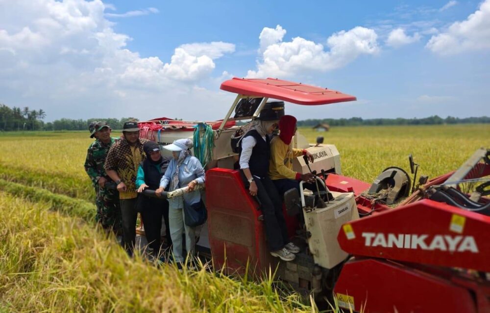 Luar Biasa, Perum Bulog Kancab Lebak Sukses Mendukung Program Swasembada Pangan Dan Petani Tersenyum