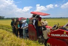 Luar Biasa, Perum Bulog Kancab Lebak Sukses Mendukung Program Swasembada Pangan Dan Petani Tersenyum