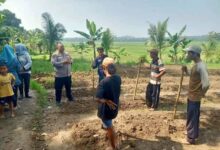 Bhabinkamtibmas Polsek Cibadak Bersama Kelompok Tani Menanam Jagung Di Desa Asem