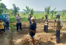 Bhabinkamtibmas Polsek Cibadak Bersama Kelompok Tani Menanam Jagung di Desa Asem