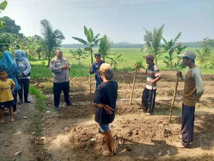 Bhabinkamtibmas Polsek Cibadak Bersama Kelompok Tani Menanam Jagung Di Desa Asem