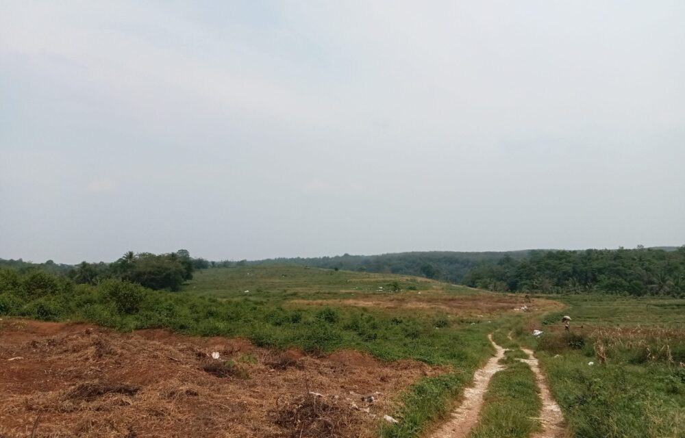 Dprd Pertanyakan Program 1 Juta Hektare Jagung, Temukan Lahan Kosong Di Pandeglang