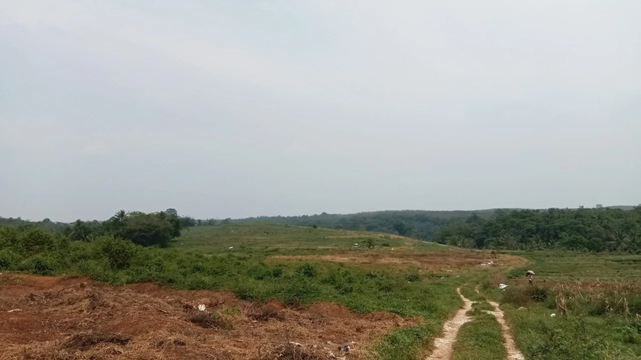DPRD Pertanyakan Program 1 Juta Hektare Jagung, Temukan Lahan Kosong di Pandeglang