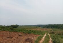 Dprd Pertanyakan Program 1 Juta Hektare Jagung, Temukan Lahan Kosong Di Pandeglang