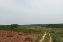 DPRD Pertanyakan Program 1 Juta Hektare Jagung, Temukan Lahan Kosong di Pandeglang