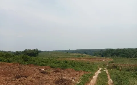 DPRD Pertanyakan Program 1 Juta Hektare Jagung, Temukan Lahan Kosong di Pandeglang