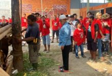 Dewan Kholid Kurban 12 Ekor Sapi Limosin Untuk Masyarakat Kabupaten Tangerang