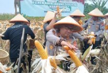 Rawat Ketahanan Pangan, Kapolres Serang Dijuluki Bapak Jagung Indonesia