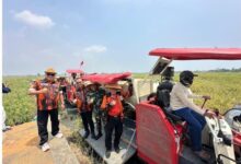 Mpw Pemuda Pancasila Provinsi Banten Panen Raya Padi Bersama Tni Dan Pemkot Serang