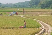 Terkait Isu Pemotongan 30 Persen Dipatahkan, Petani Justru Syukuri Program P3Ai