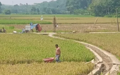 Terkait Isu Pemotongan 30 Persen Dipatahkan, Petani Justru Syukuri Program P3AI