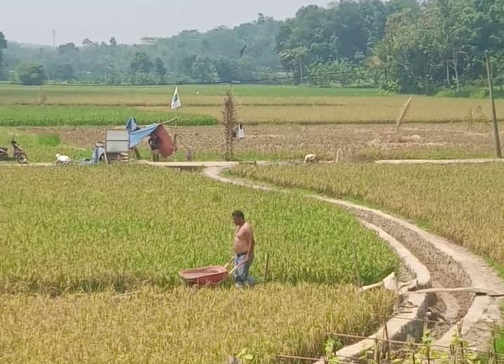 Terkait Isu Pemotongan 30 Persen Dipatahkan, Petani Justru Syukuri Program P3Ai