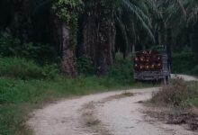 Pegiat Lingkungan Kesal, Lahan Sitaan Satgas Pkh Diduga Dikuasai Kelompok Tertentu Di Pasangkayu
