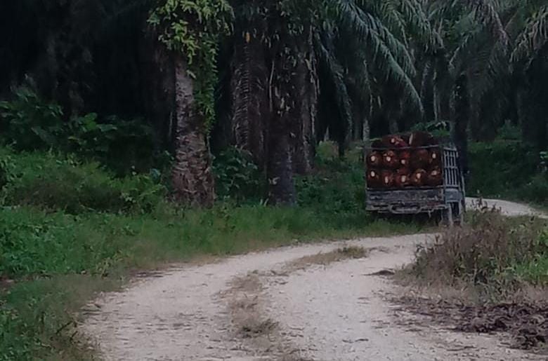Pegiat Lingkungan Kesal, Lahan Sitaan Satgas Pkh Diduga Dikuasai Kelompok Tertentu Di Pasangkayu