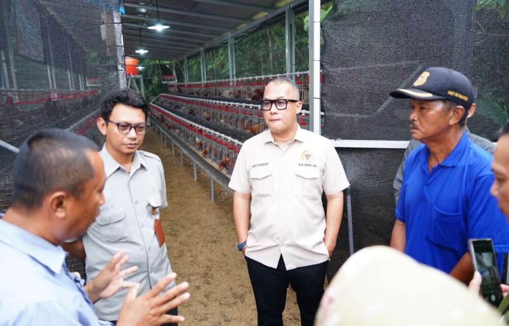 Komitmen Dorong Ekonomi Rakyat, Anggota Dpr Ri Fraksi Nasdem Salurkan Bibit Ayam Petelur Di Banten