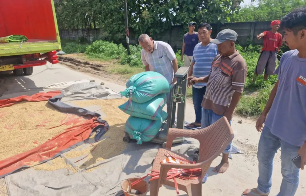 Bulog Lebak Dan Pandeglang Jemput Bola Serap Gabah Petani