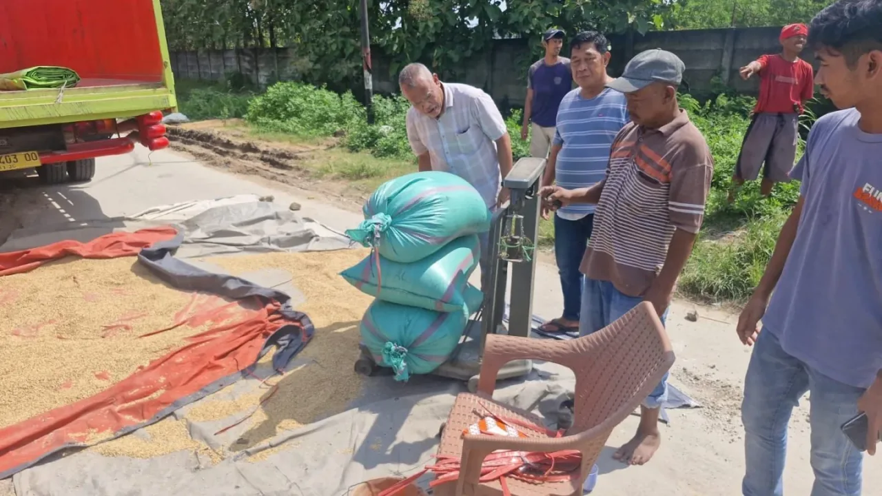 Bulog Lebak dan Pandeglang Jemput Bola Serap Gabah Petani