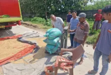 Bulog Lebak Dan Pandeglang Jemput Bola Serap Gabah Petani