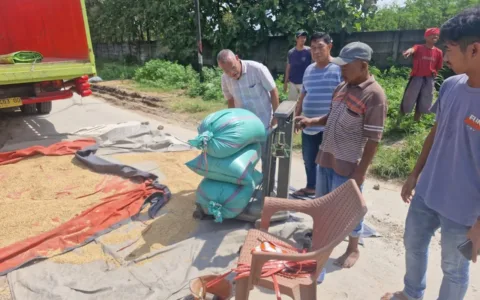 Bulog Lebak dan Pandeglang Jemput Bola Serap Gabah Petani